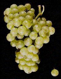 Chardonnay