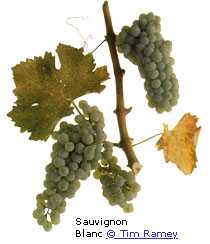 Geassembleerde Wijnen